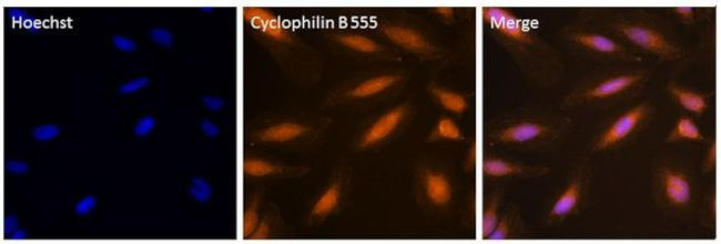 Cyclophilin B Antibody in Immunocytochemistry (ICC/IF)