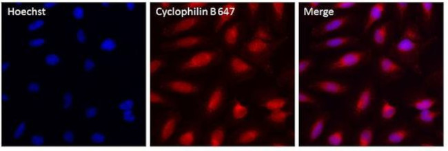 Cyclophilin B Antibody in Immunocytochemistry (ICC/IF)