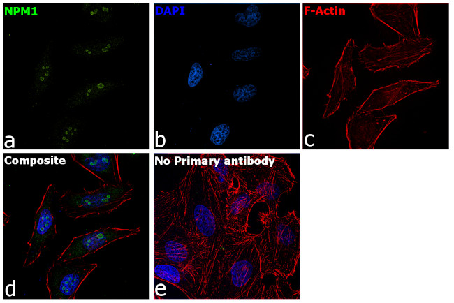 NPM1 Antibody in Immunocytochemistry (ICC/IF)