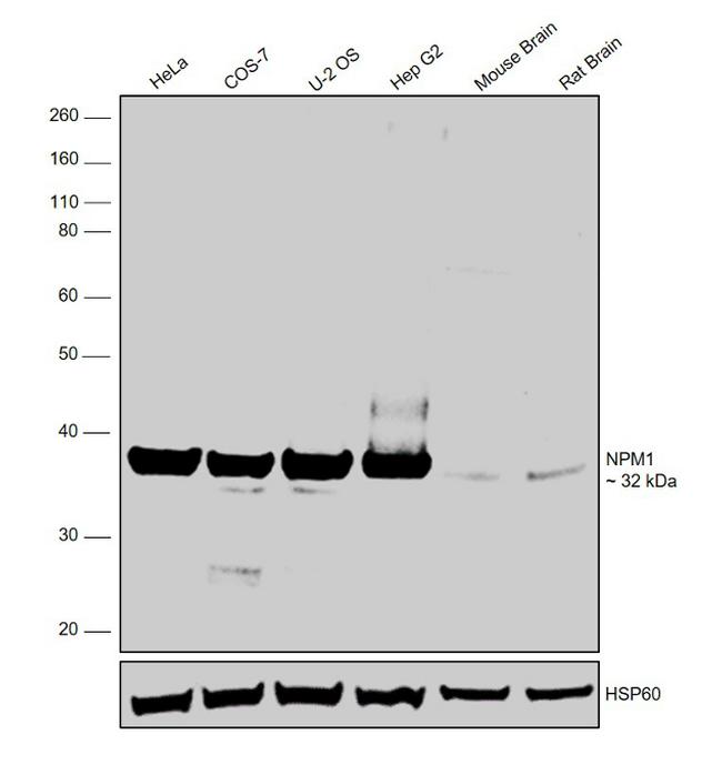 NPM1 Antibody in Western Blot (WB)