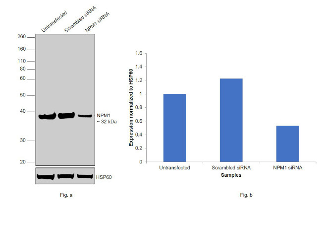 NPM1 Antibody