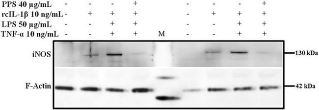 iNOS Antibody in Western Blot (WB)