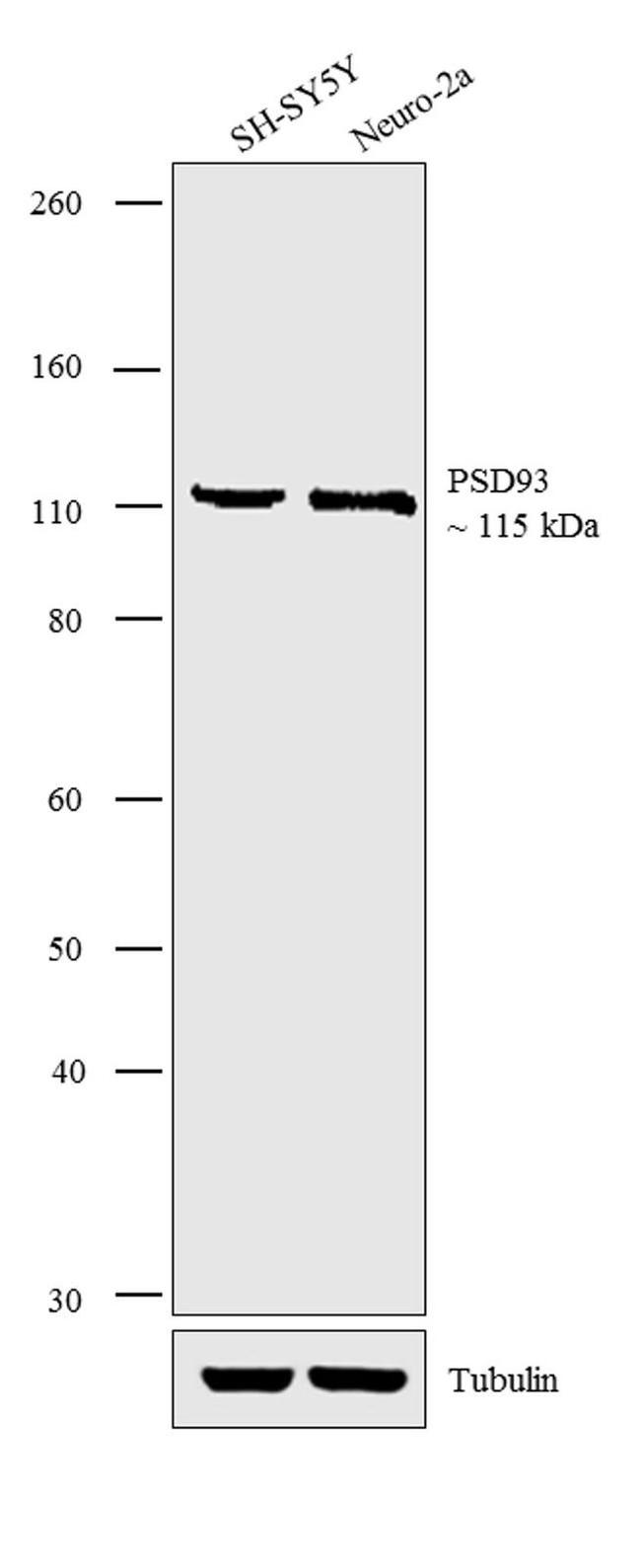 PSD93 Antibody in Western Blot (WB)