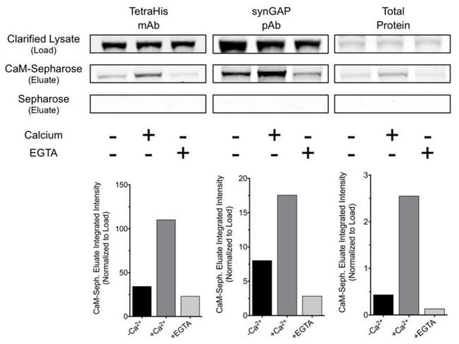 SynGAP Antibody in Western Blot (WB)