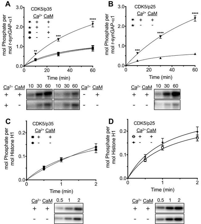 SynGAP Antibody in Western Blot (WB)