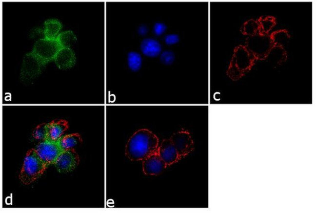 SynGAP Antibody in Immunocytochemistry (ICC/IF)