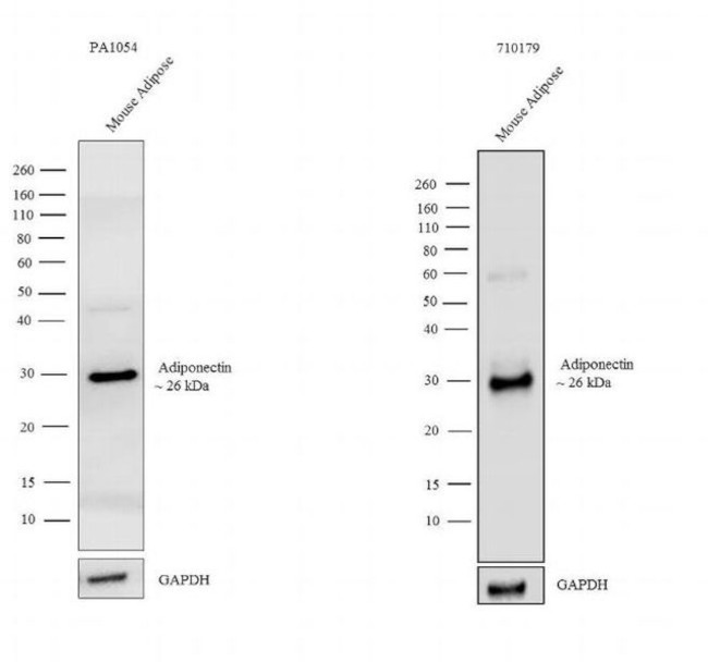 Adiponectin Antibody