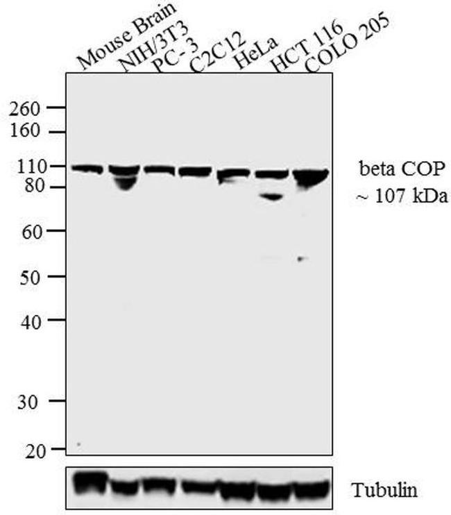 beta COP Antibody in Western Blot (WB)