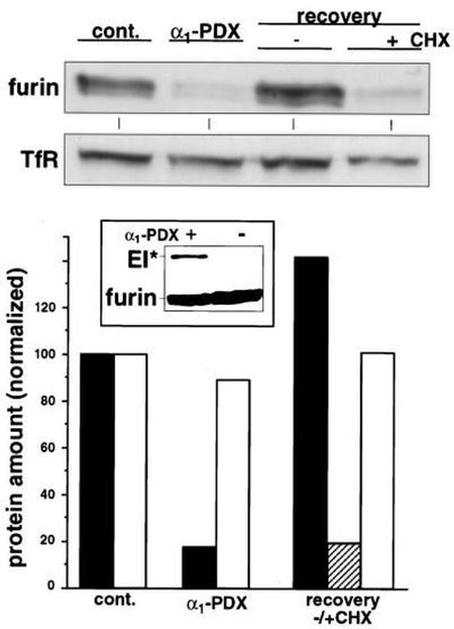 Furin Antibody in Western Blot (WB)