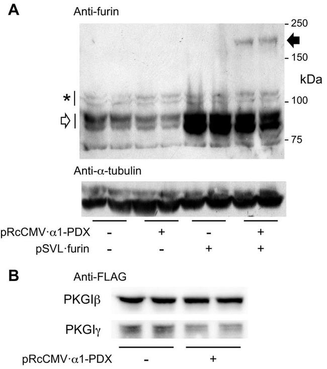 Furin Antibody in Western Blot (WB)