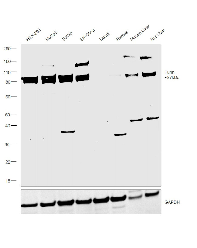 Furin Antibody