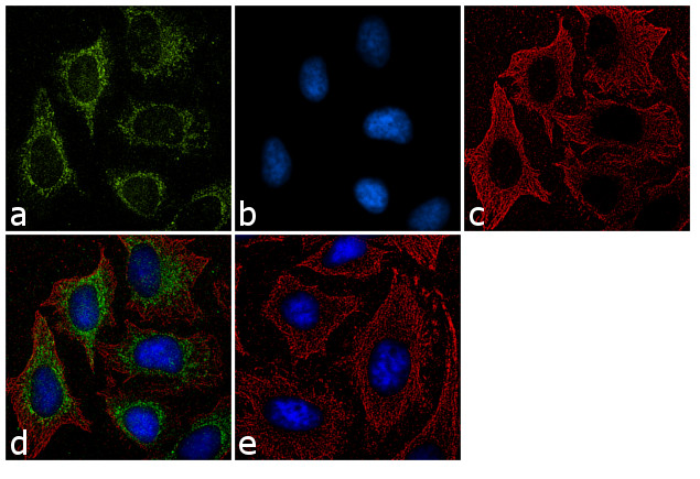 Furin Antibody in Immunocytochemistry (ICC/IF)