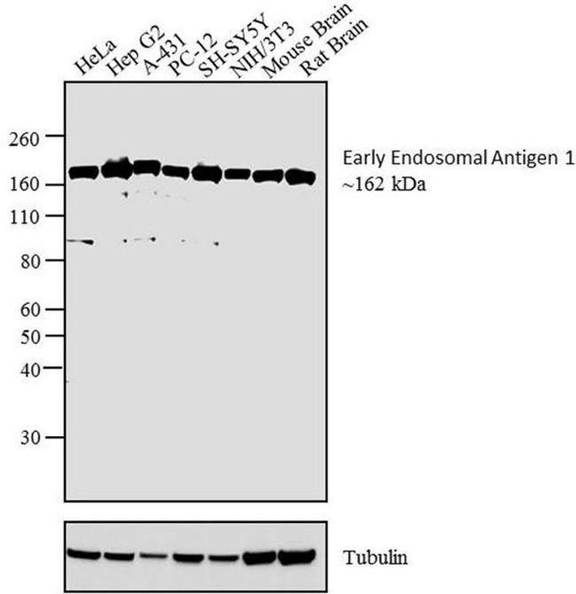 EEA1 Antibody in Western Blot (WB)