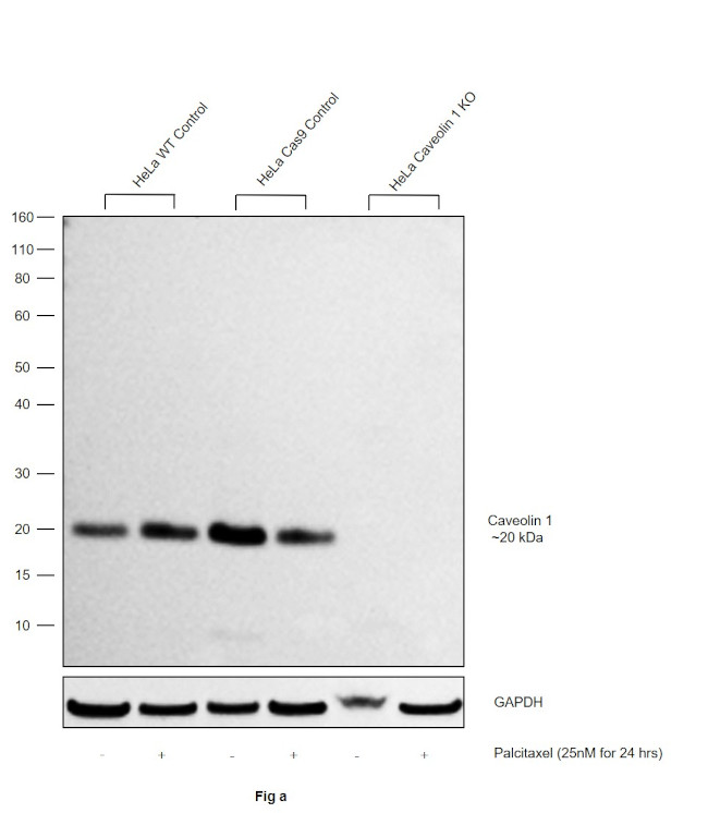 Caveolin 1 Antibody