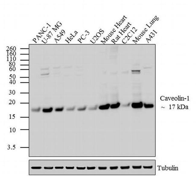 Caveolin 1 Antibody in Western Blot (WB)