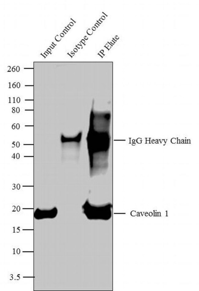 Caveolin 1 Antibody in Immunoprecipitation (IP)