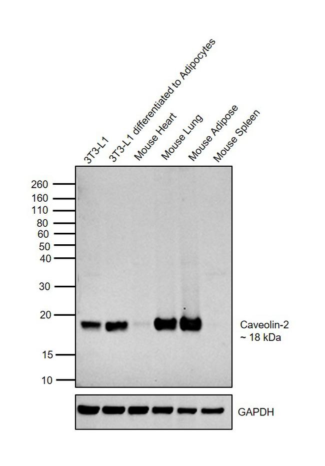 Caveolin 2 Antibody in Western Blot (WB)