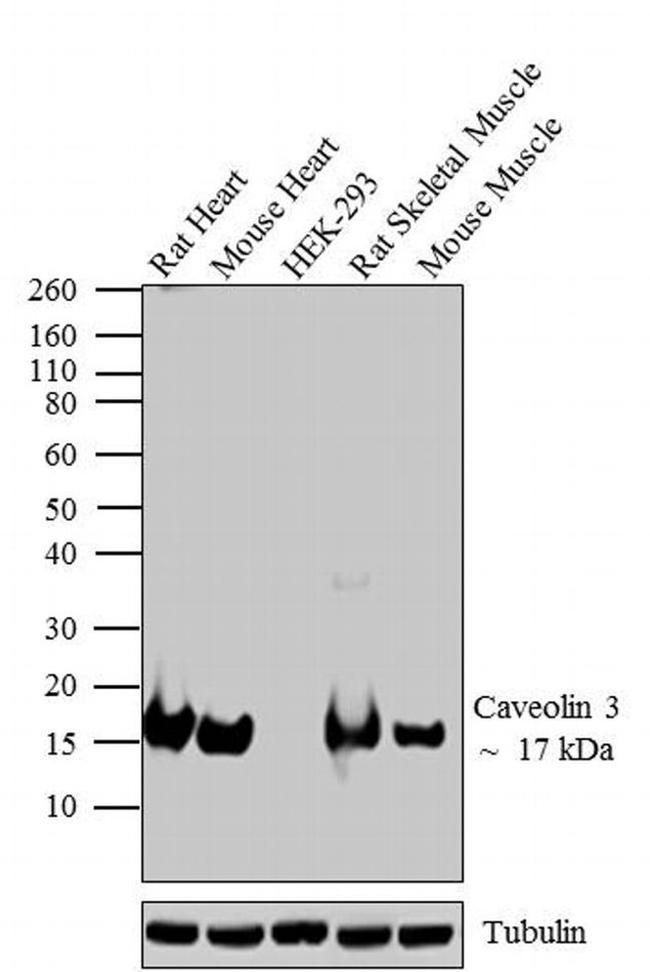 Caveolin 3 Antibody in Western Blot (WB)