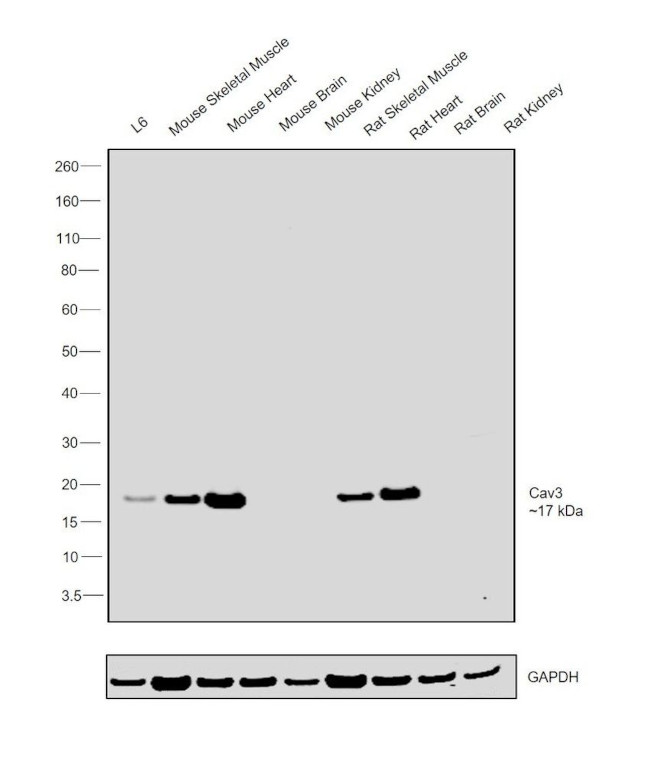 Caveolin 3 Antibody