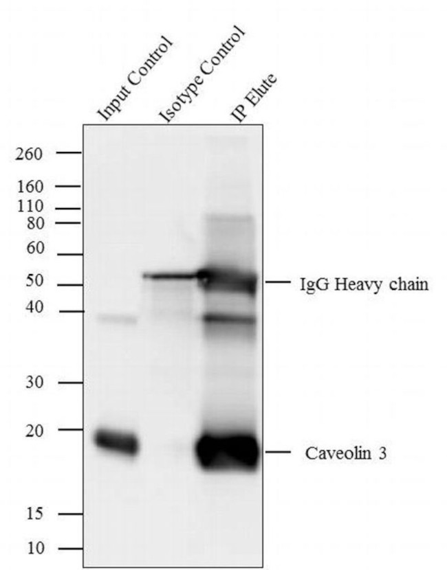 Caveolin 3 Antibody in Immunoprecipitation (IP)