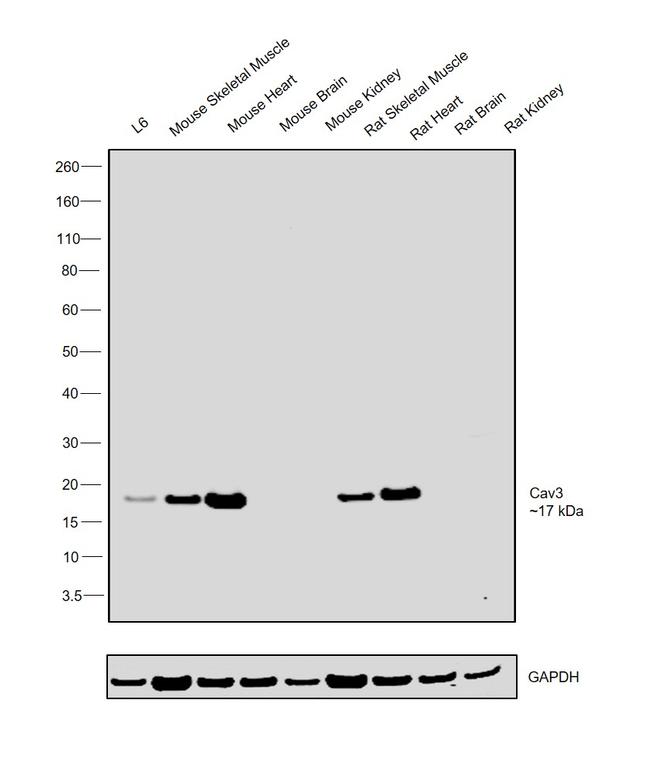 Caveolin 3 Antibody in Western Blot (WB)