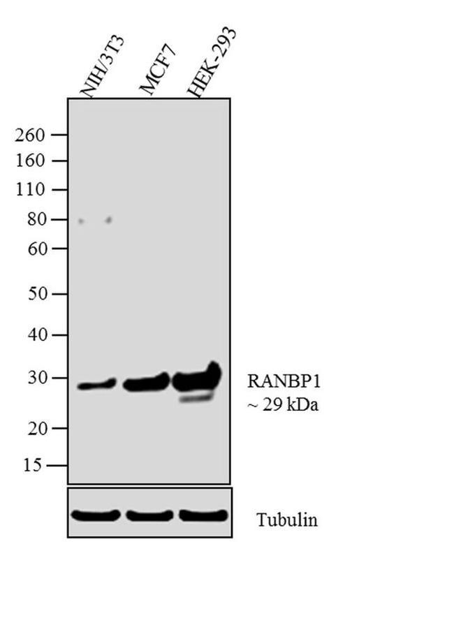 RANBP1 Antibody in Western Blot (WB)