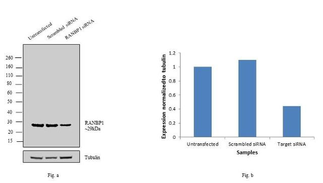 RANBP1 Antibody