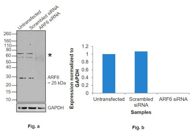 ARF6 Antibody