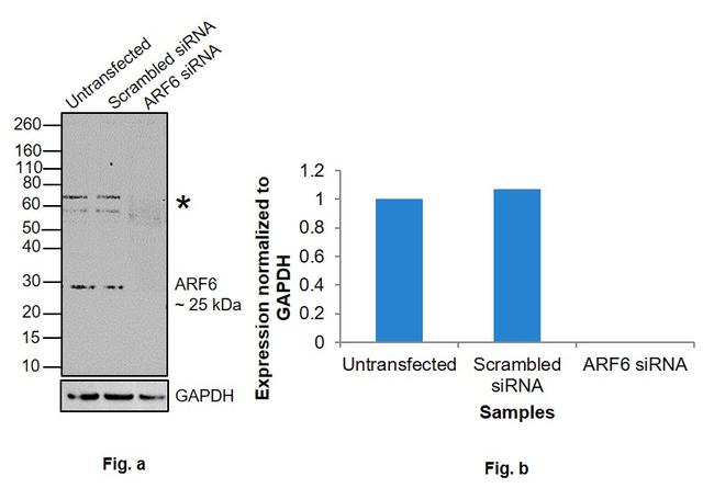 ARF6 Antibody in Western Blot (WB)