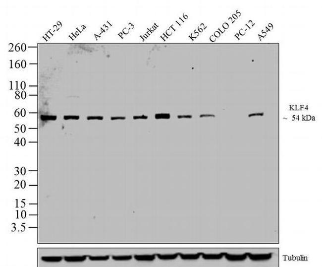 KLF4 Antibody in Western Blot (WB)