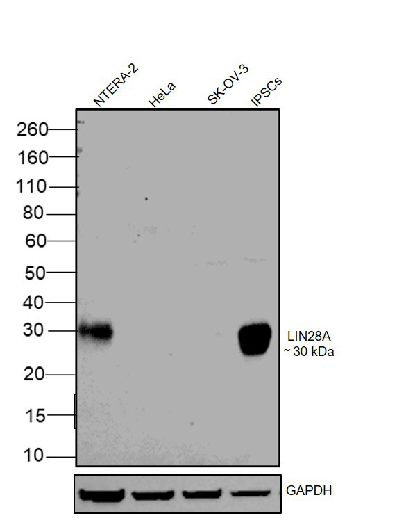 LIN28A Antibody