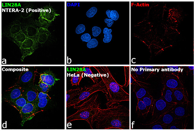 LIN28A Antibody in Immunocytochemistry (ICC/IF)