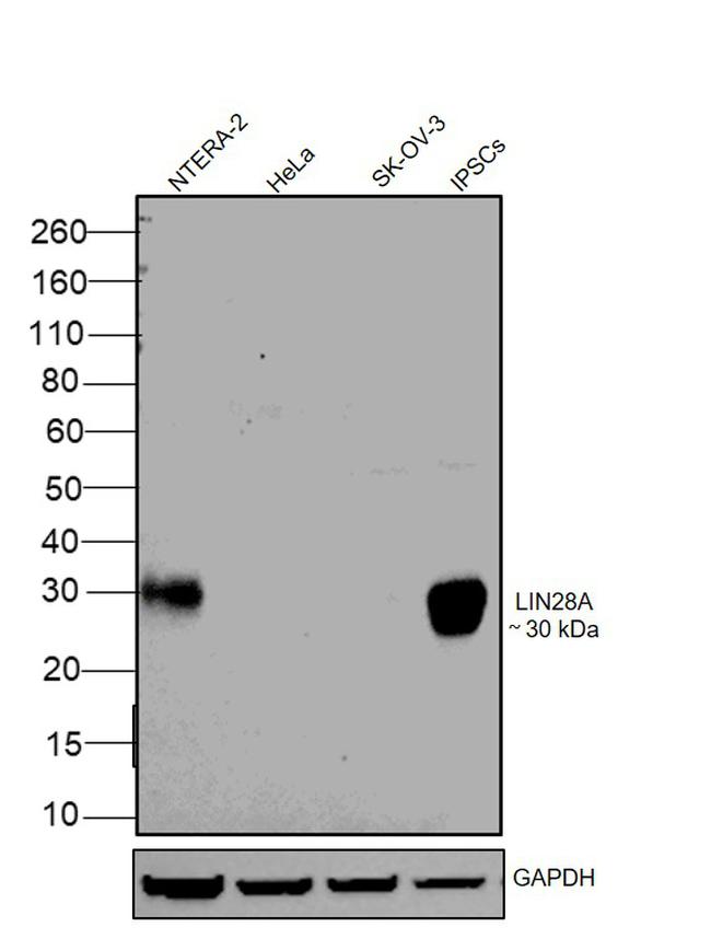 LIN28A Antibody in Western Blot (WB)