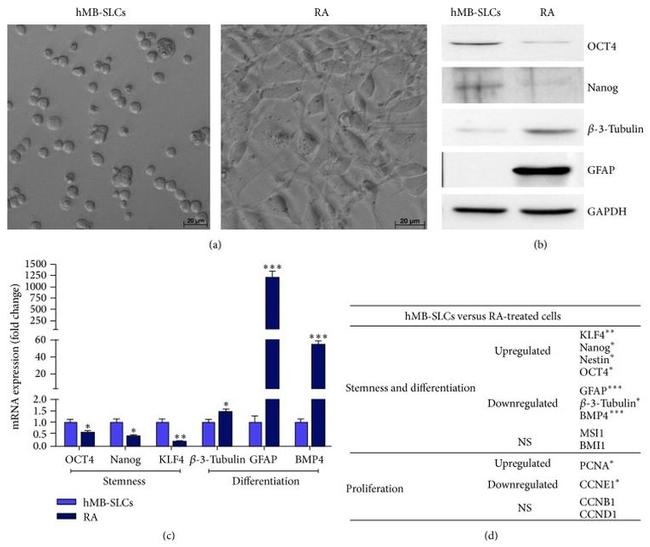 Nanog Antibody in Western Blot (WB)