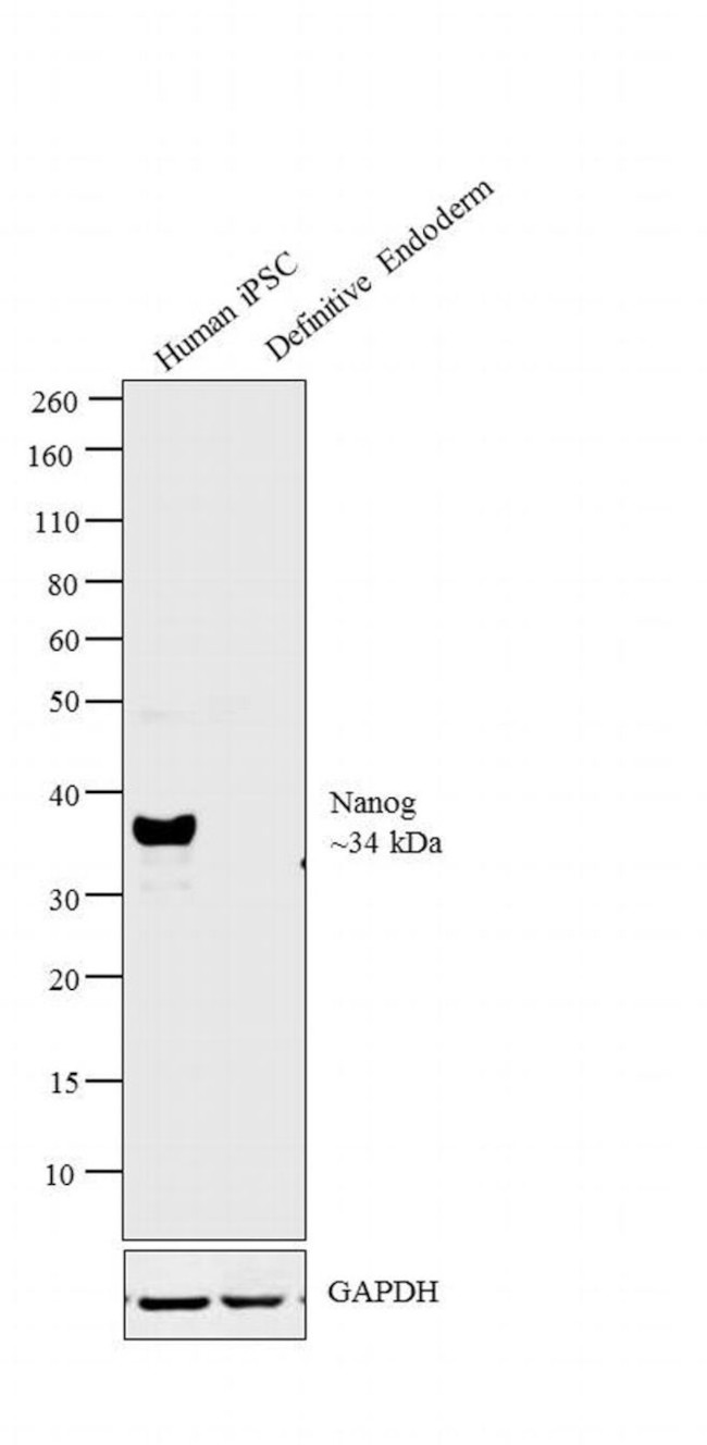 Nanog Antibody