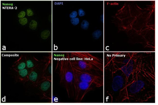 Nanog Antibody in Immunocytochemistry (ICC/IF)