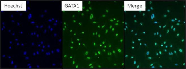 GATA1 Antibody in Immunocytochemistry (ICC/IF)