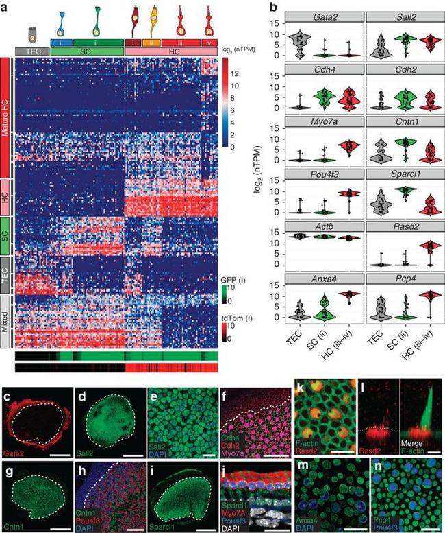 RASD2 Antibody in Immunocytochemistry (ICC/IF)