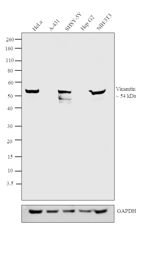 Vimentin Antibody