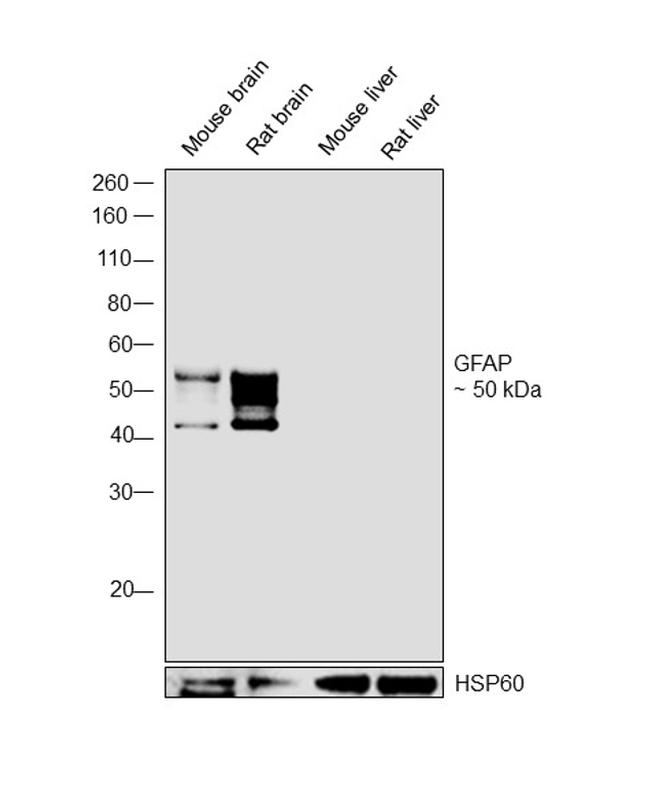 GFAP Antibody in Western Blot (WB)