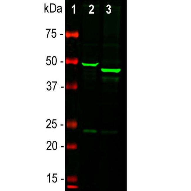 GFAP Antibody in Western Blot (WB)