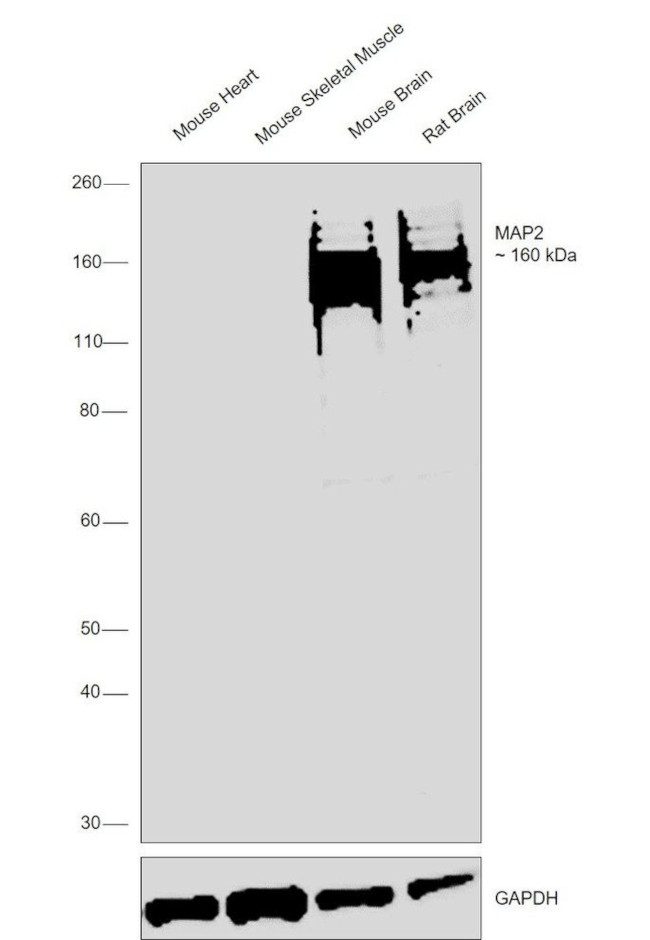 MAP2 Antibody