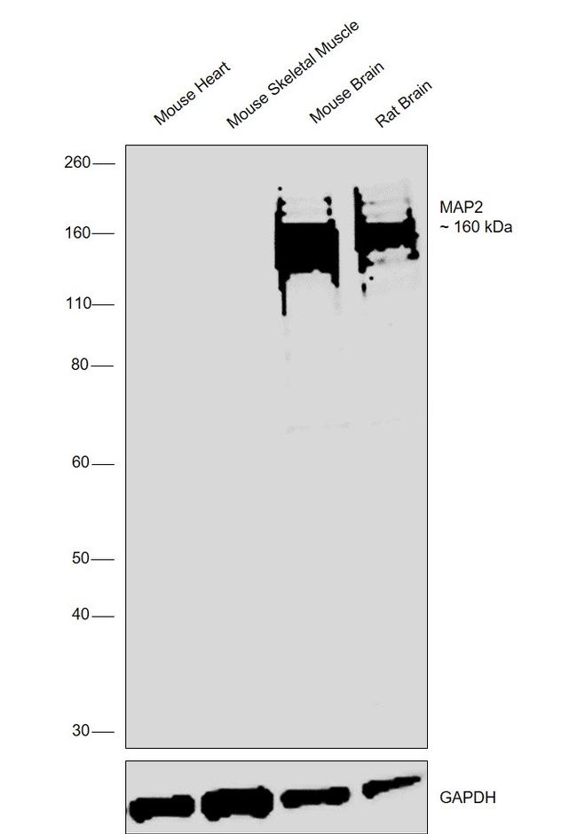 MAP2 Antibody in Western Blot (WB)