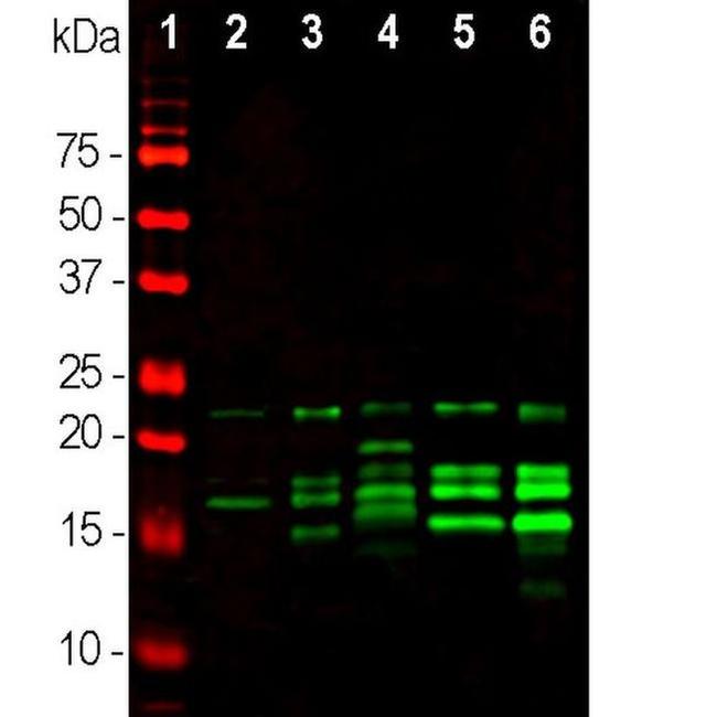 MBP Antibody in Western Blot (WB)