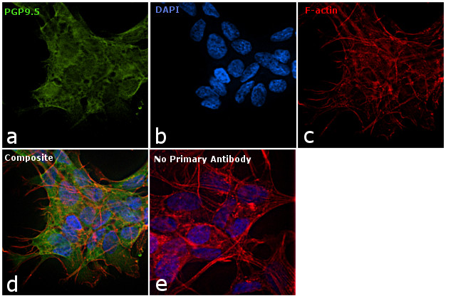 PGP9.5 Antibody in Immunocytochemistry (ICC/IF)