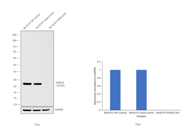 PGP9.5 Antibody