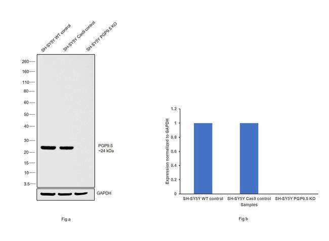 PGP9.5 Antibody in Western Blot (WB)