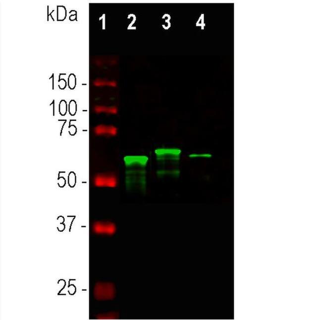 alpha Internexin Antibody in Western Blot (WB)