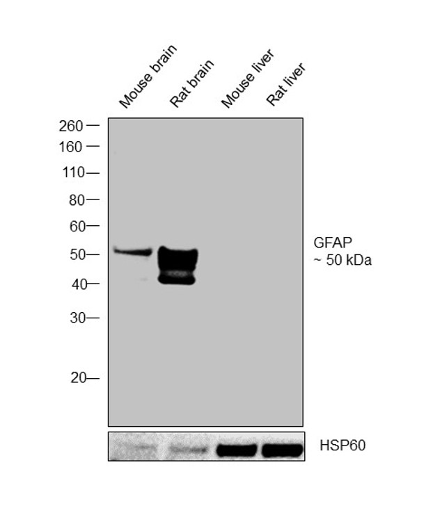 GFAP Antibody