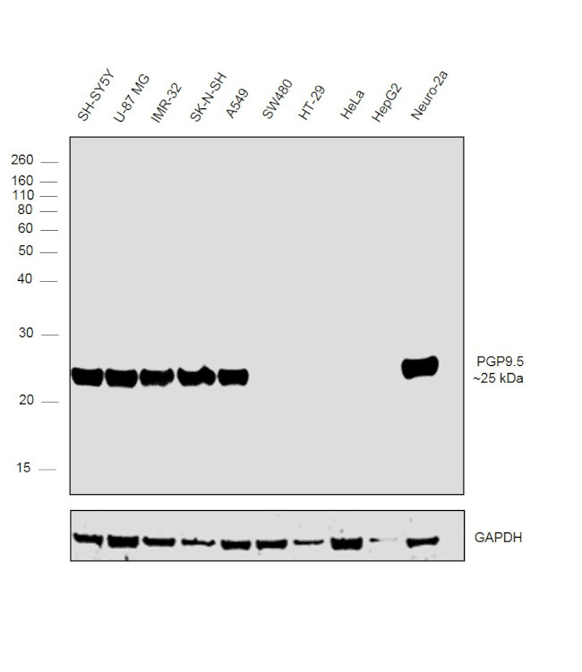 PGP9.5 Antibody